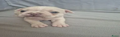French Bulldog 2
