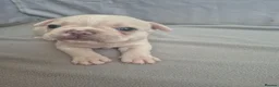 French Bulldog dogs for sale: Pet litter Frenchies with rope female - Advert 22