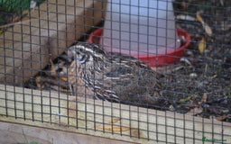 Quail poultry for sale: 3 Coturnix Quail - 1x Female, 2x Male - Advert 4