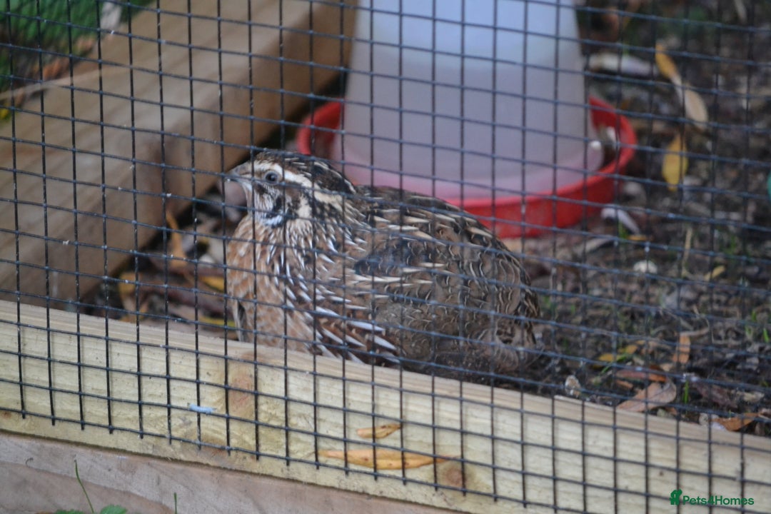 Quail poultry for sale: 3 Coturnix Quail - 1x Female, 2x Male - Advert 4