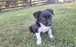 Border Collie dogs for sale: Border Collie pup's  - Image 7