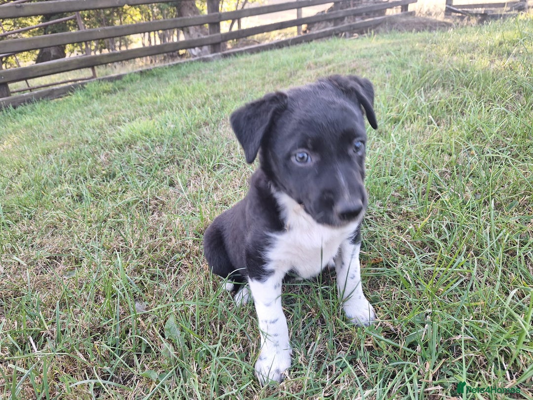 Border Collie dogs for sale: Border Collie pup's  - Image 7