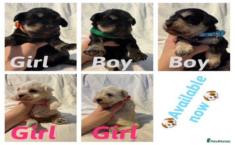 Miniature Schnauzer dogs Miniature schnauzer puppies  - Advert 1