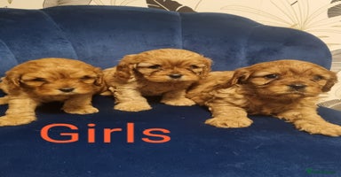 Cavapoo dogs - Advert 12