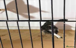 Canaries birds for sale: Fife canaries for sale 2025 bred - Image 11
