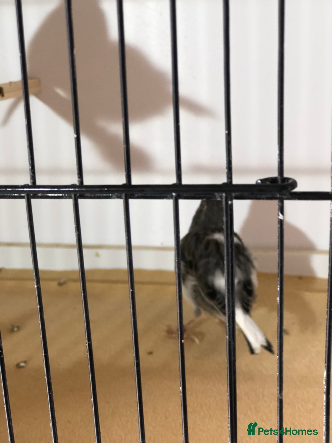 Canaries birds for sale: Fife canaries for sale 2025 bred - Image 11