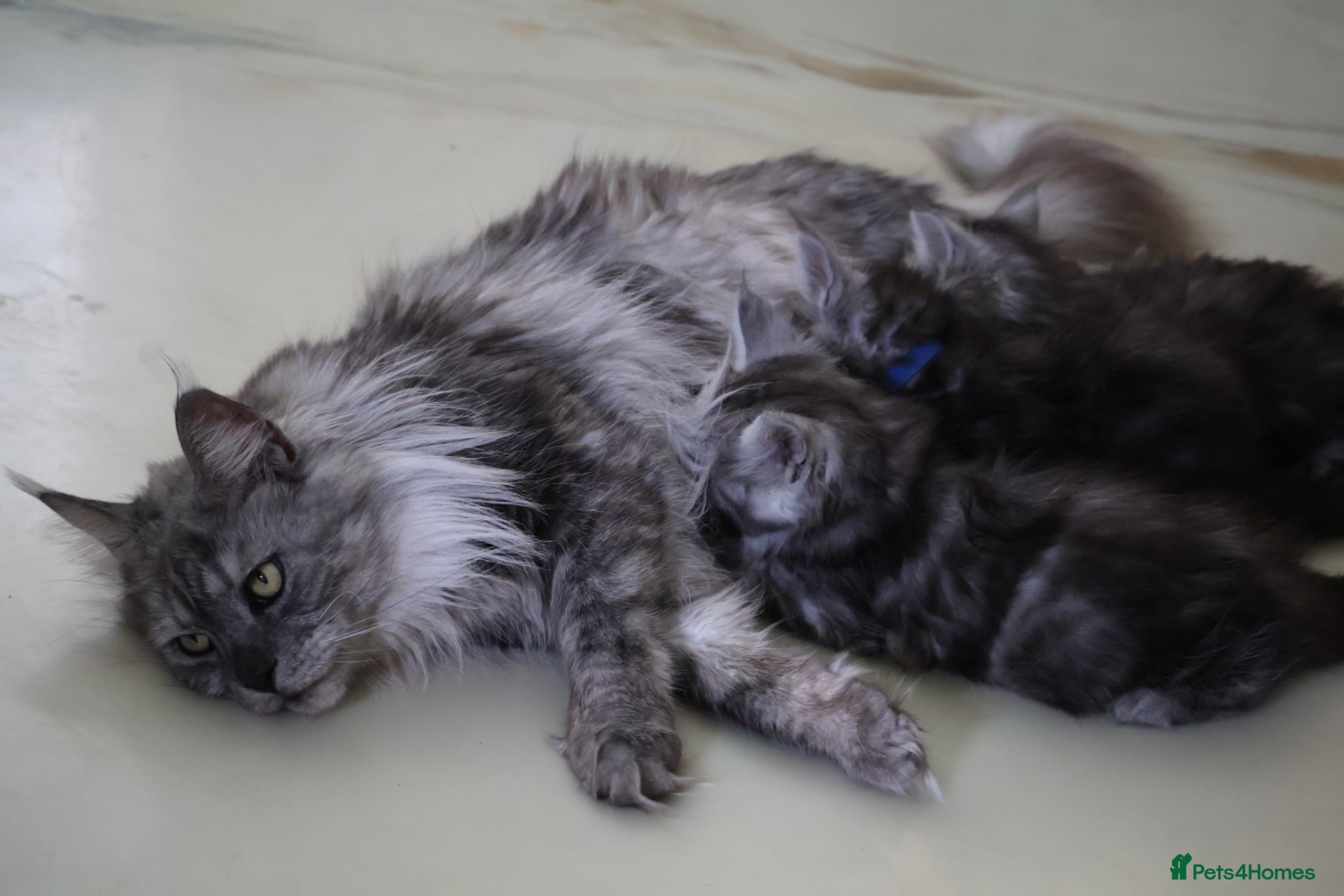 Maine Coon cats TICA Reg Black Smoke Maine Coon Kittens - Advert 2