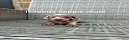 Miniature Dachshund dogs for sale: Miniature dachsunds in Bradford - Advert 1