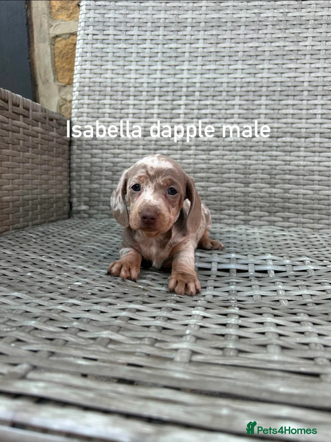 Miniature Dachshund dogs for sale: Miniature dachsunds in Bradford - Advert 1
