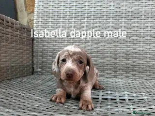 Miniature Dachshund dogs Miniature dachsunds - Advert 12
