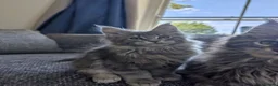 Maine Coon cats for sale: TICA Registered Maine Coon Kittens  - Advert 6