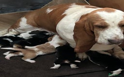 Basset Hound dogs for sale: Basset hound puppies for sale!! KC reg. - Image 8