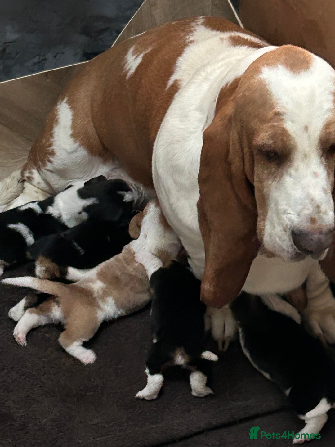 Basset Hound dogs for sale: Basset hound puppies for sale!! KC reg. - Image 8