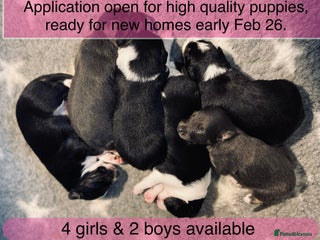 Border Collie dogs 6 gorgeous high quality Border Collie Puppies - Advert 3