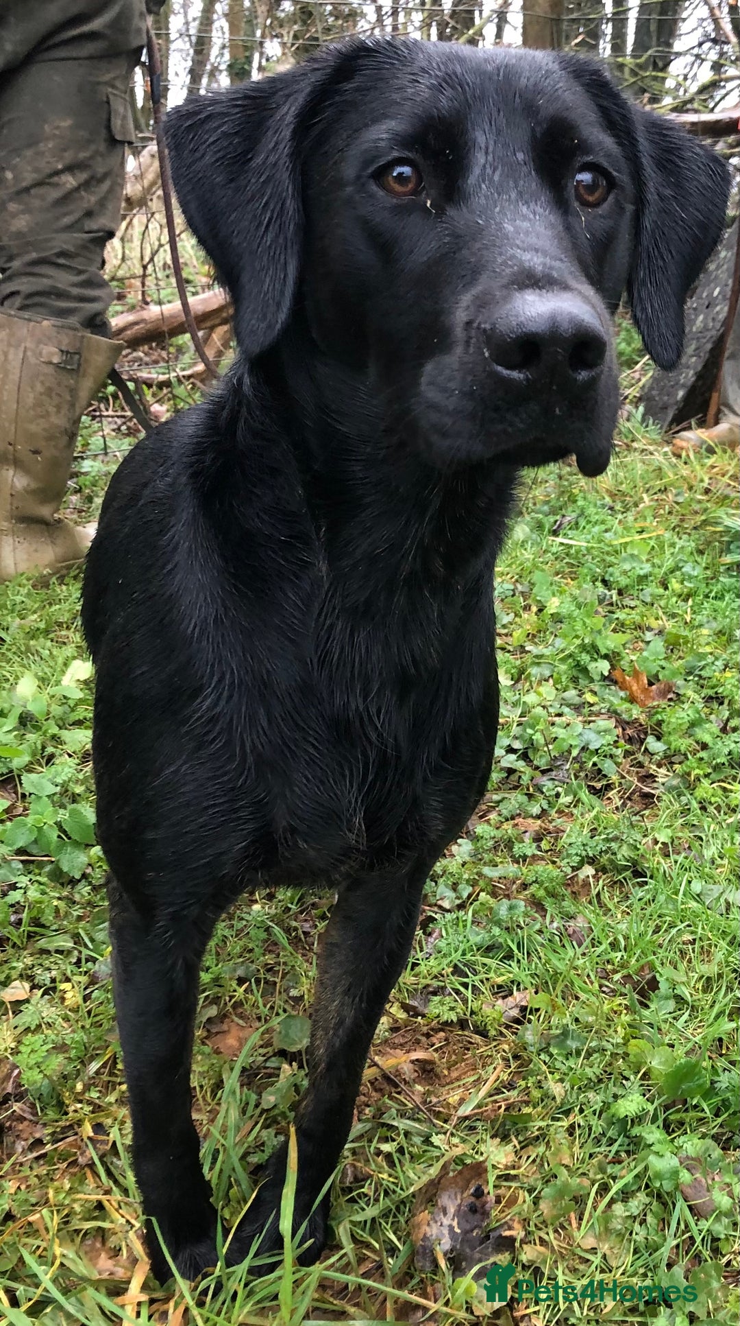 Labrador Retriever dogs for stud: KC registered black lab for stud in Banbury - Advert 3