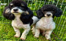 Poodle dogs for adoption: Zorro and Oreo: Two Little Souls Abandoned to Die - Image 2