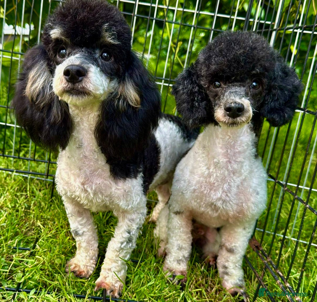 Poodle dogs for adoption: Zorro and Oreo: Two Little Souls Abandoned to Die - Image 2