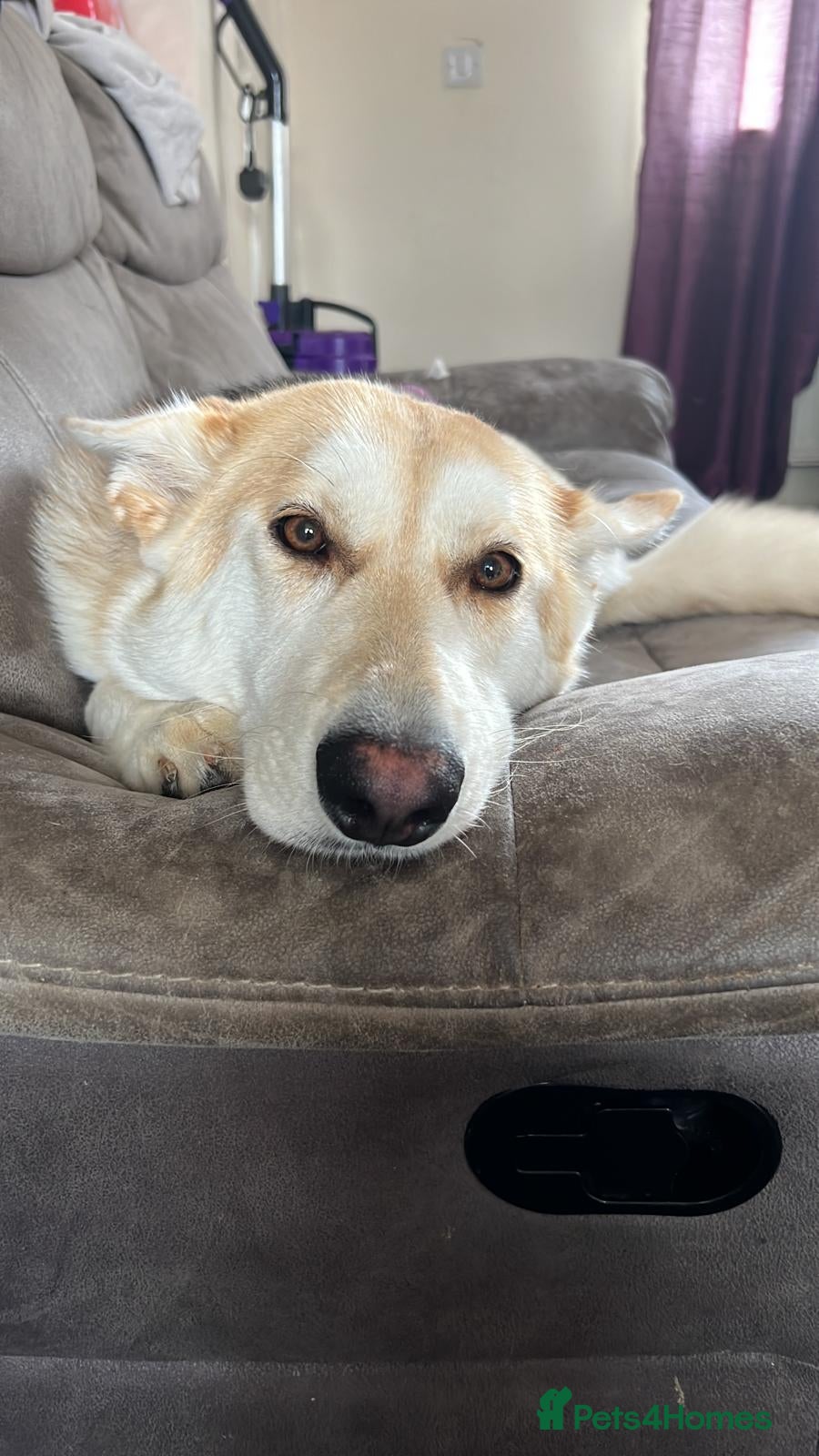 Mixed Breed dogs Female german shepherd cross husky  - Advert 3