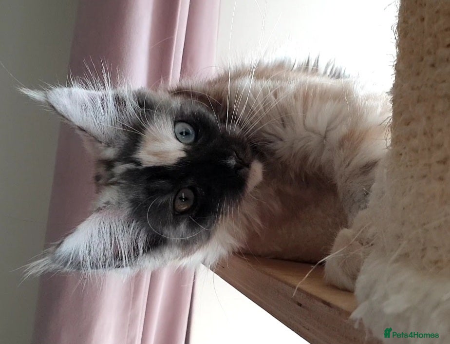 Maine Coon cats Maine coon💛💙reserved💛💙 - Advert 5