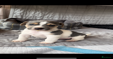 Jack Russell dogs - Advert 10
