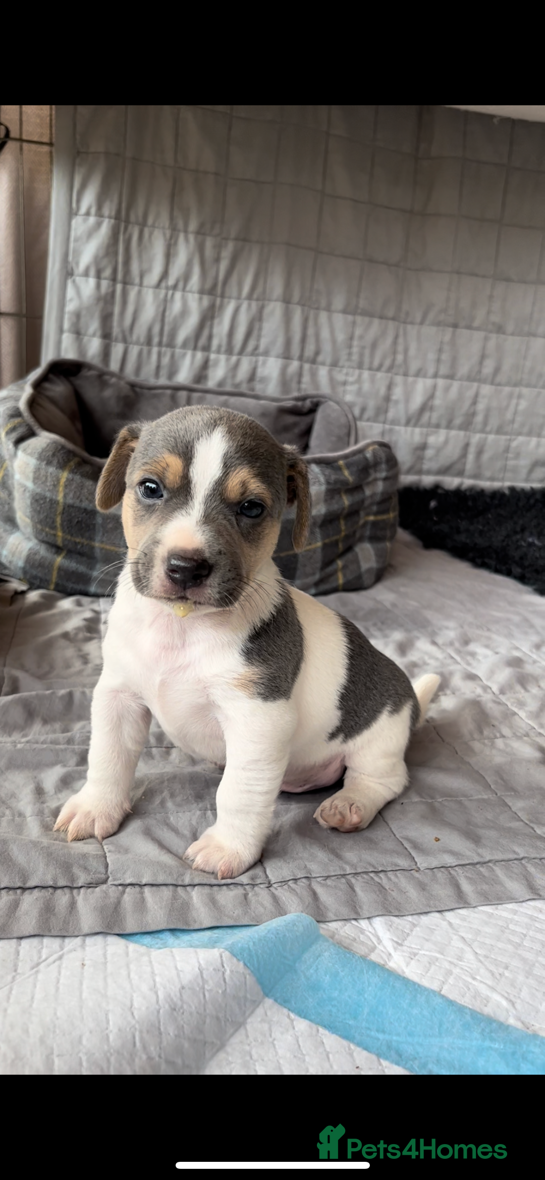 Jack Russell dogs for sale: Miniature Jack Russel puppies  - Image 3