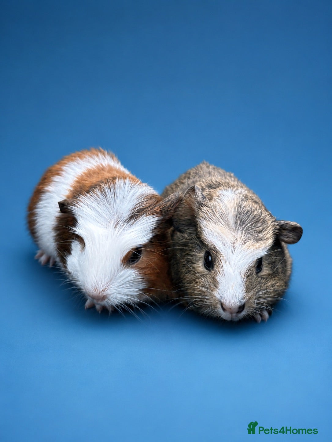 Guinea Pig rodents 2 gorgeous boys 💙 - Advert 6