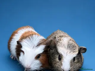Guinea Pig rodents 2 gorgeous boys 💙 - Advert 5