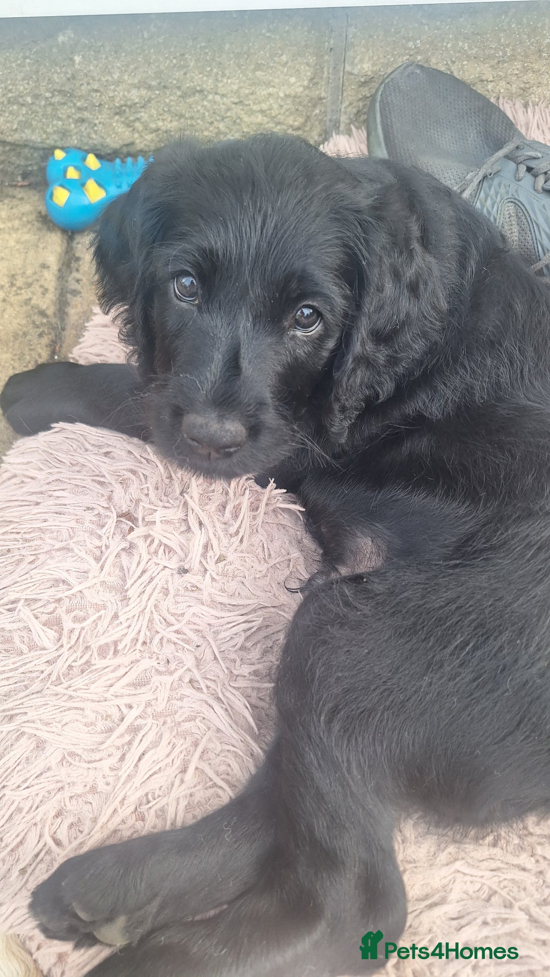 Labradoodle dogs for sale: Boy labradoodle  - Image 5