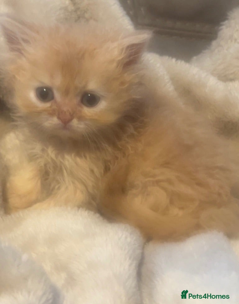 Persian cats FLUFFY PERSIANS BLUE EYES - Advert 2