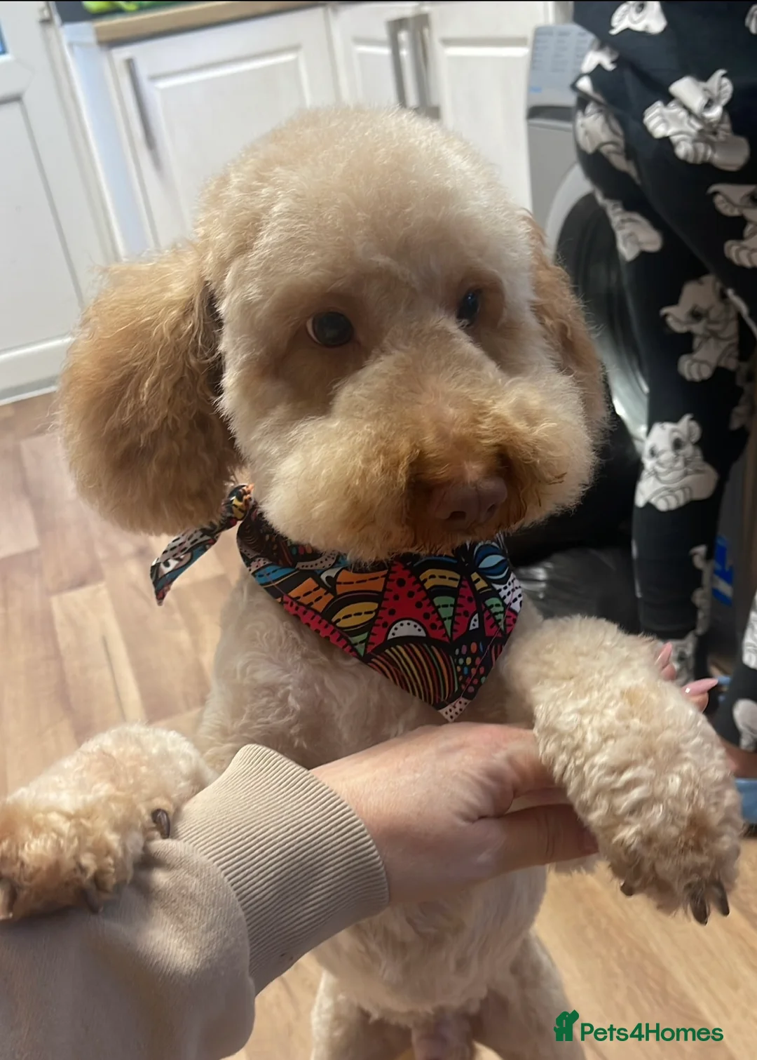 Cockapoo dogs for sale: Adorable male cockapoo - Advert 6