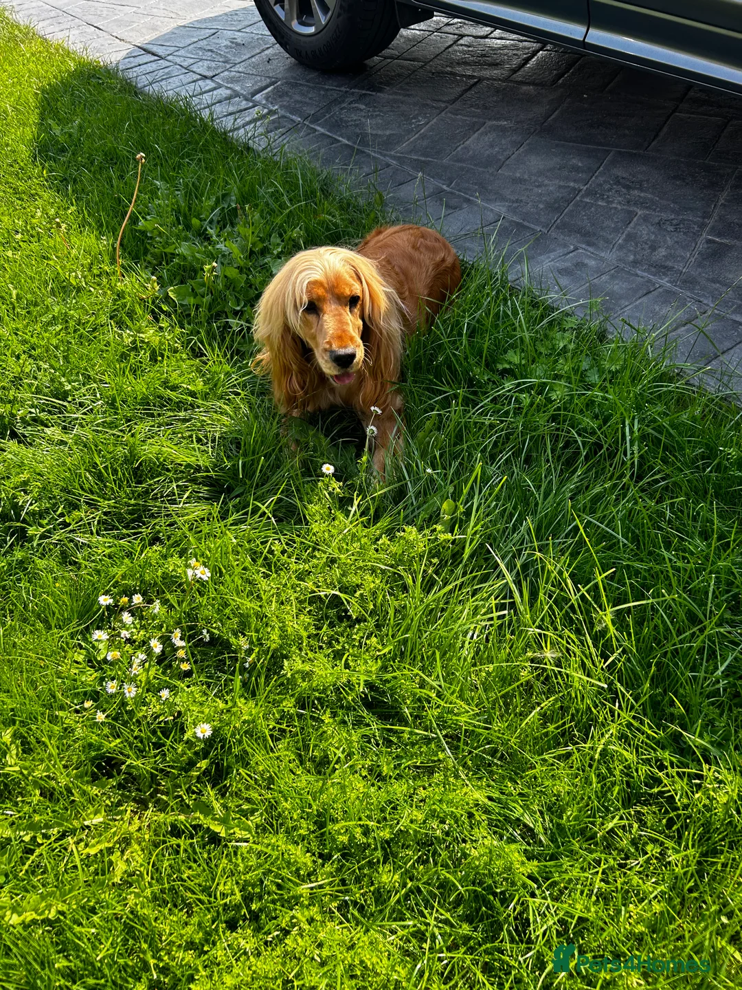 Cocker Spaniel dogs for sale: Last little boy looking for his sofa 🐾 - Advert 1