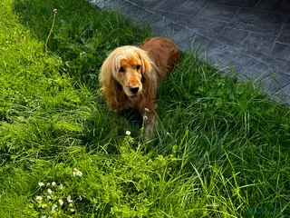 Cocker Spaniel dogs Last little boy looking for his sofa 🐾 - Advert 1