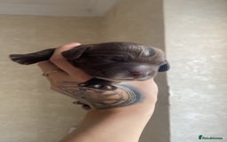 Sprocker dogs for sale: Healthy Springer Spaniel Pups  - Advert 2