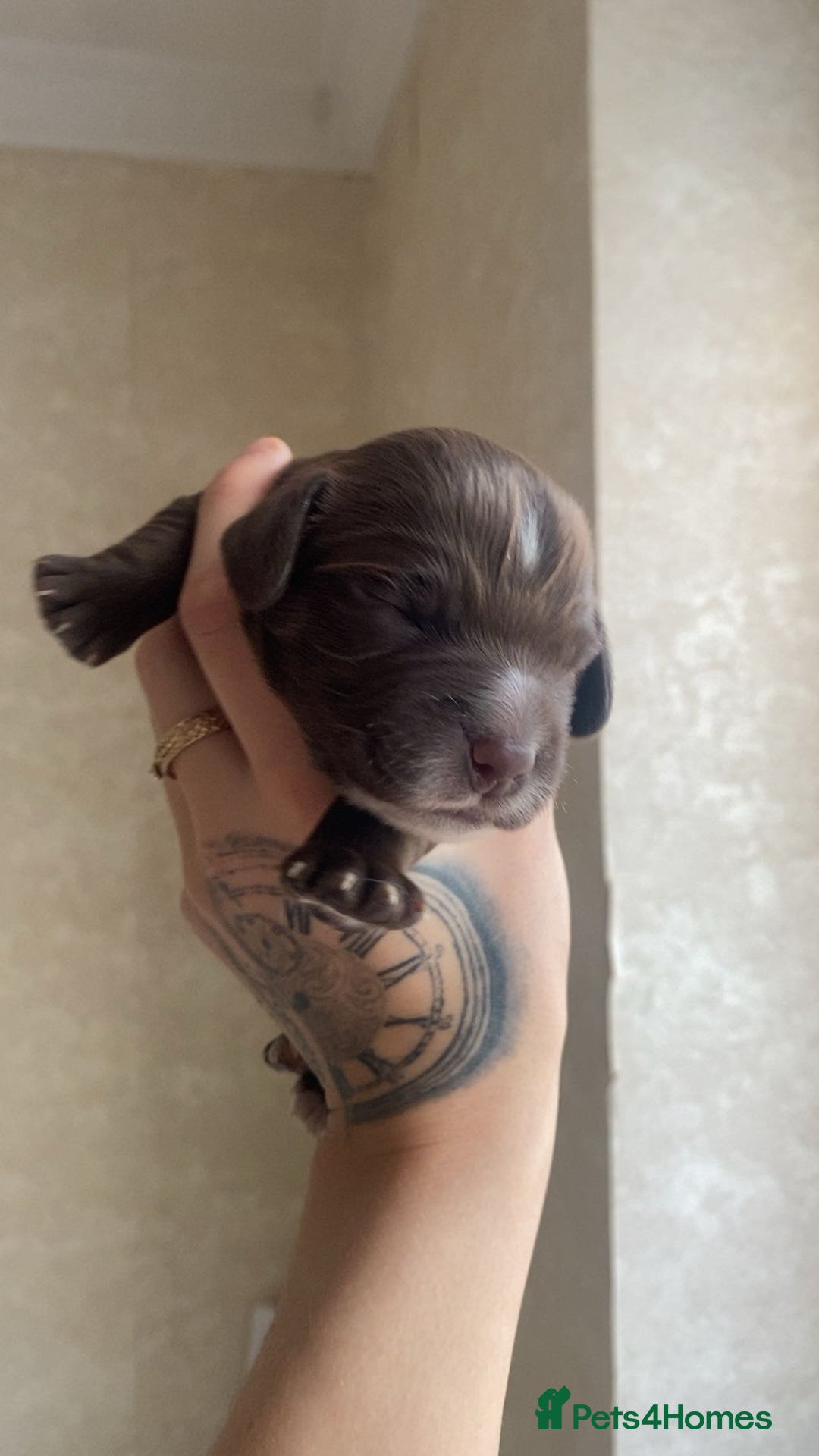 Sprocker dogs for sale: Healthy Springer Spaniel Pups  - Advert 2