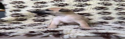 Greyhound dogs for sale: Hungarian Greyhound Pups - Advert 11