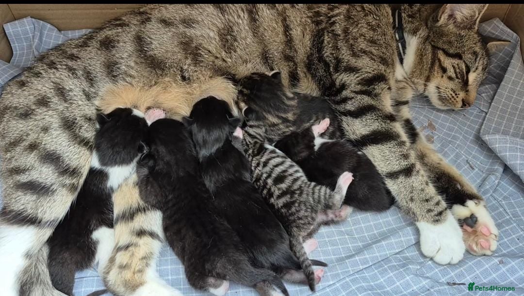 Mixed Breed cats for sale: Beautiful Tame Kittens Tabby Black White - Image 8