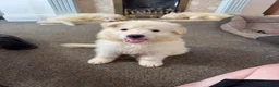 German Shepherd dogs for sale: Straight Back White German Shepherd Pups 🐶 🐕  - Advert 25