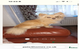 Chihuahua dogs for sale: Gorgeous tiny long coated chihuahua puppies  - Image 15