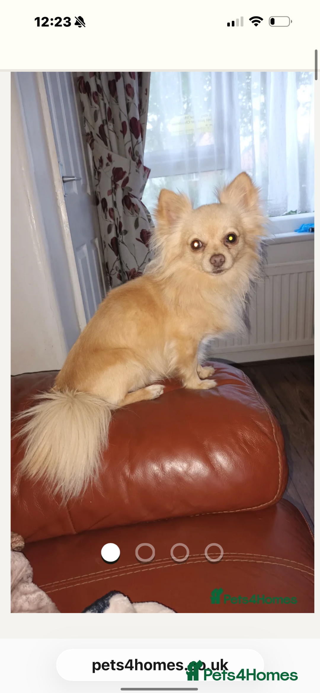 Chihuahua dogs for sale: Gorgeous tiny long coated chihuahua puppies  - Image 15