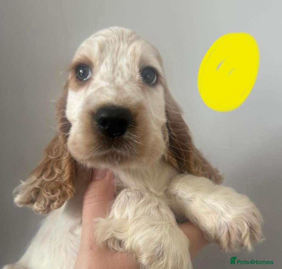 Cocker Spaniel dogs Only 2 Girl's Left KC/Show Type Cocker Spaniels - Advert 6
