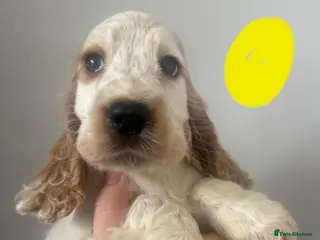 Cocker Spaniel dogs Only 2 Girl's Left KC/Show Type Cocker Spaniels - Advert 6