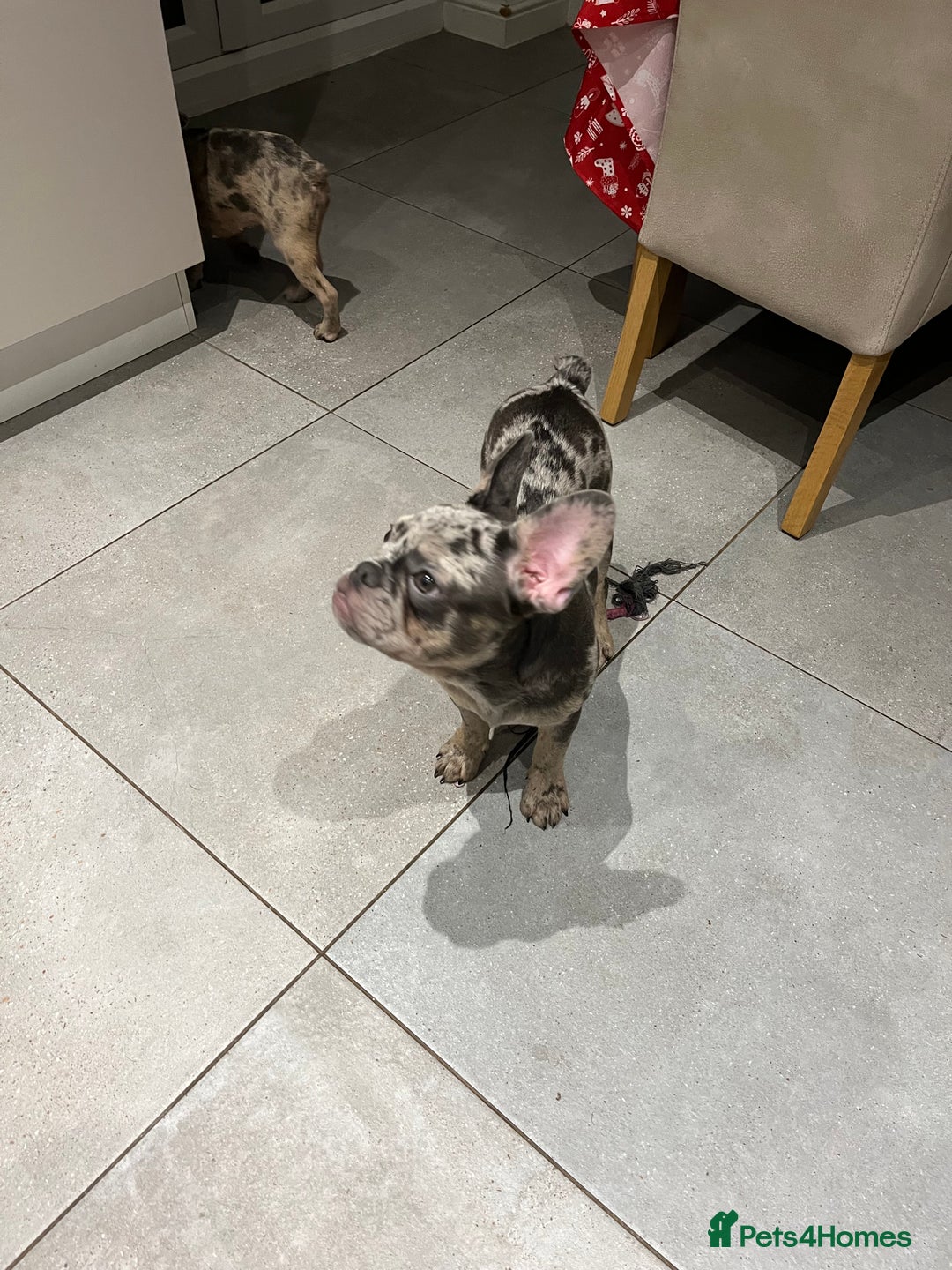 French Bulldog dogs for sale: Multi Coloured Merle French Bulldog Pups  - Advert 14