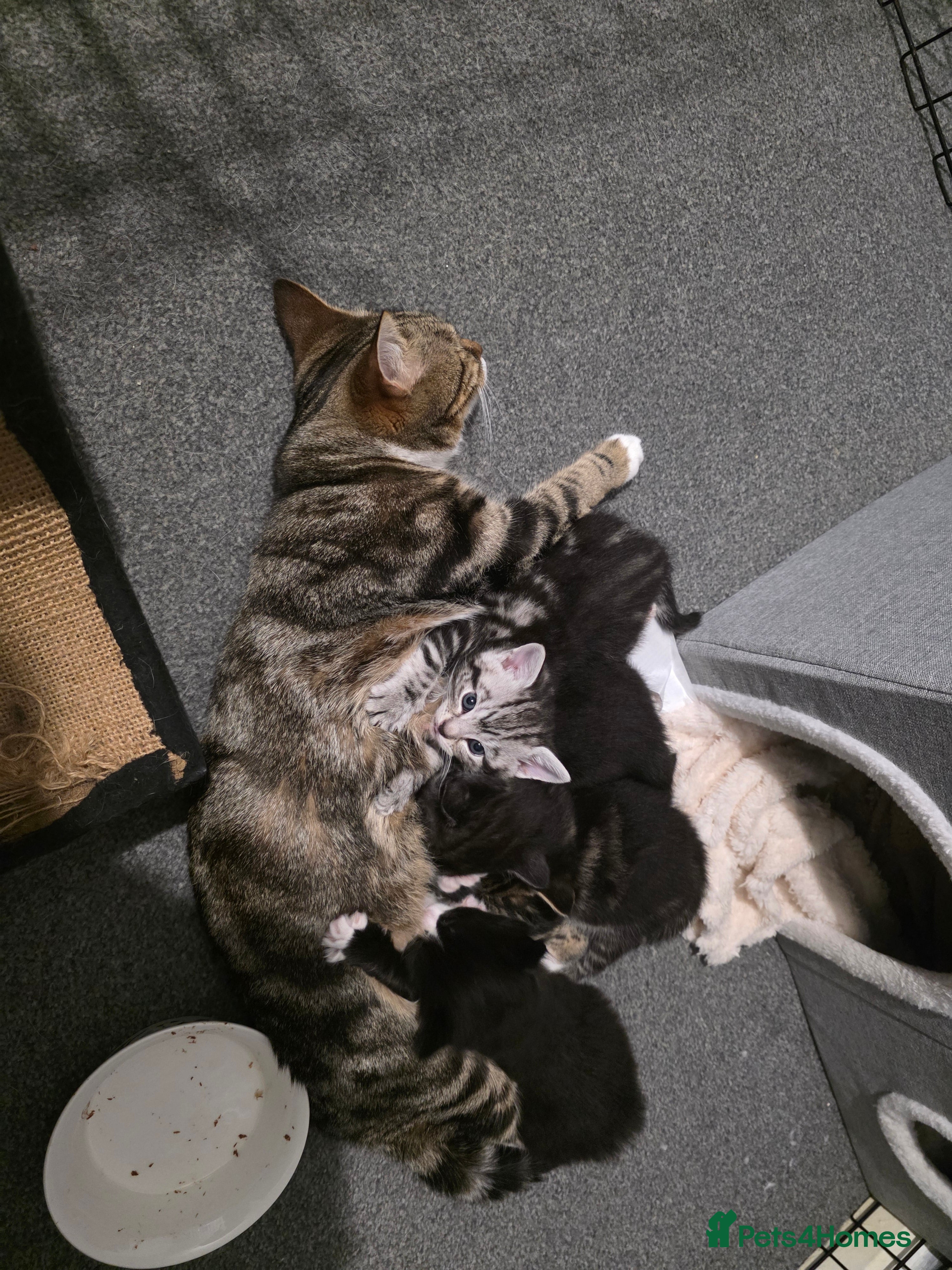 Mixed Breed cats Loveley Kittens looking for home - Advert 1