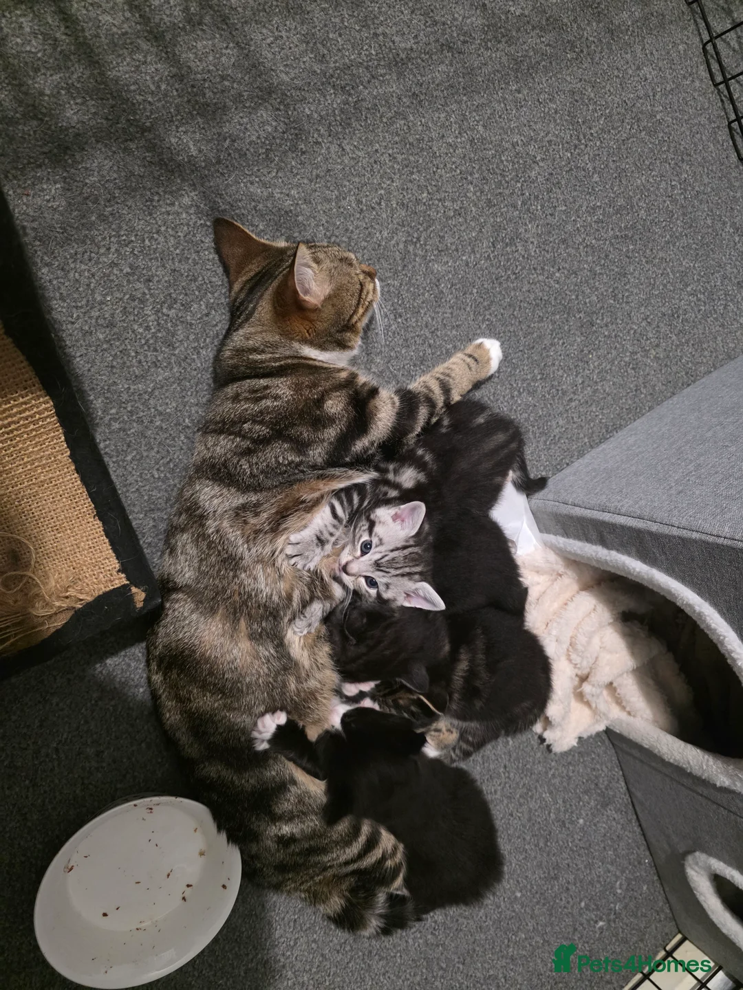 Mixed Breed cats for sale: Loveley Kittens looking for home - Advert 1