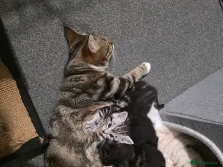 Mixed Breed cats Loveley Kittens looking for home - Advert 1