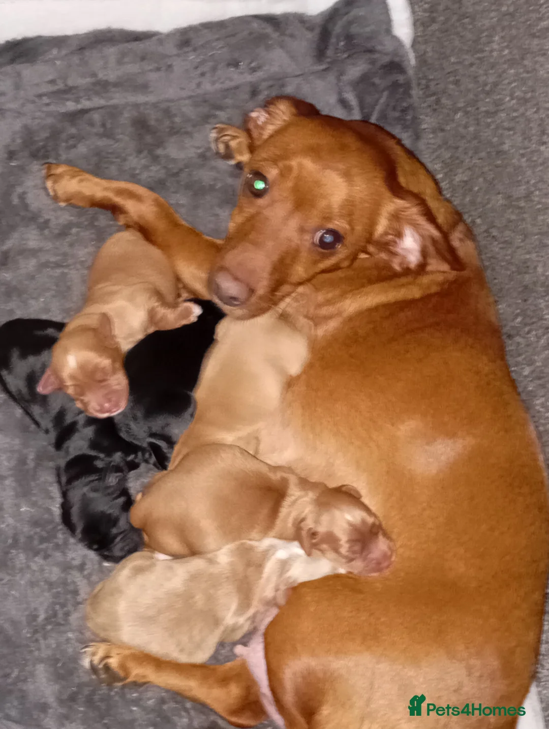 Cocker Spaniel dogs for sale: Cocker spaniel Jack Russel cross - Advert 1