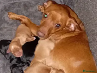 Cocker Spaniel dogs Cocker spaniel Jack Russel cross - Advert 2