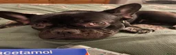 French Bulldog dogs for sale: Female French bulldog kc registered  - Advert 5