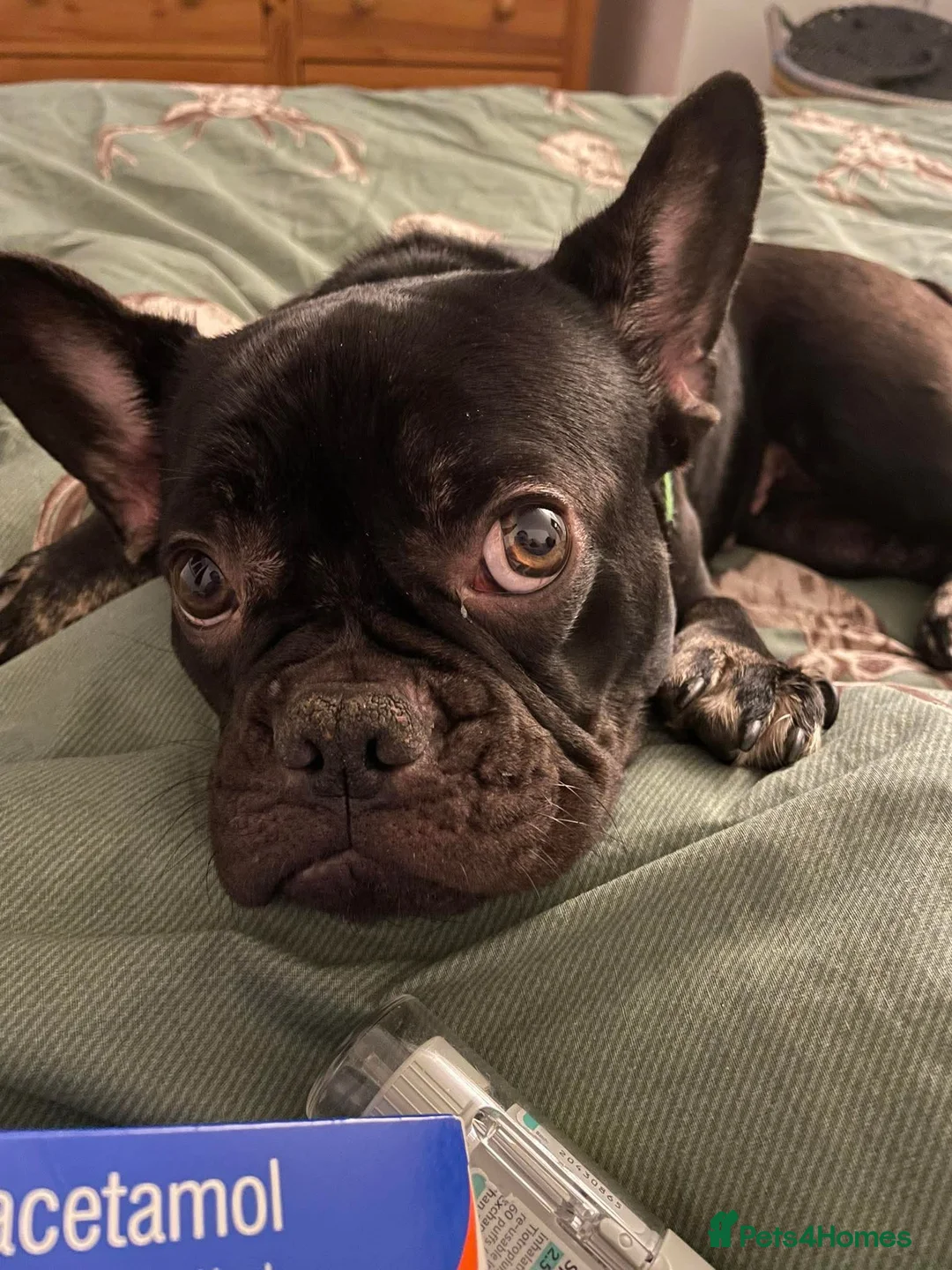 French Bulldog dogs for sale: Female French bulldog kc registered  - Advert 5