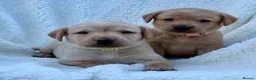 Labrador Retriever dogs for sale: Labrador retriever - Advert 8